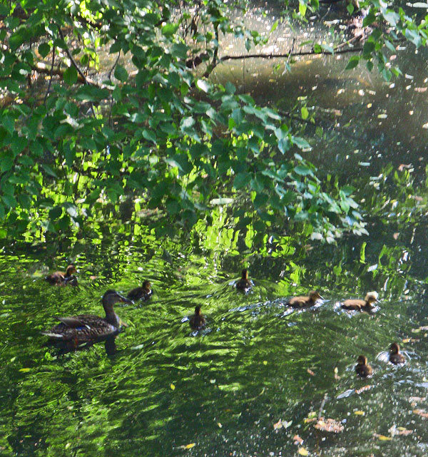 high-park-ducks-2