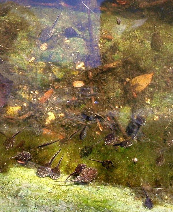 high-park-tadpoles