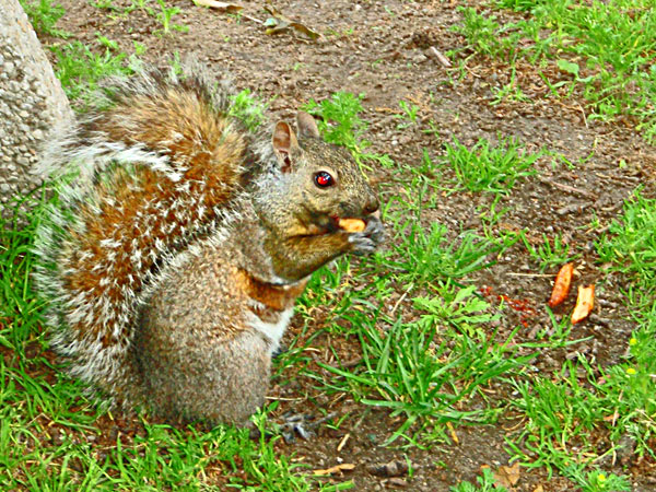 hungry-squirrel