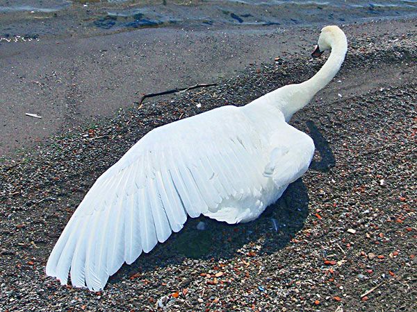 swan-wing