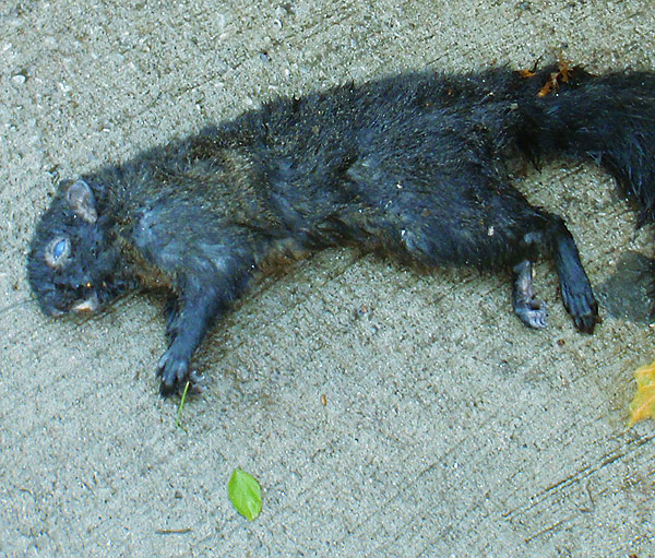 dead-squirrel