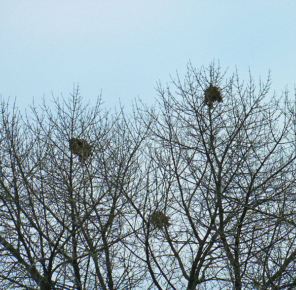 squirrel-nests